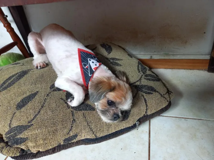 Cachorro raça Shitzu idade 4 anos nome Billy