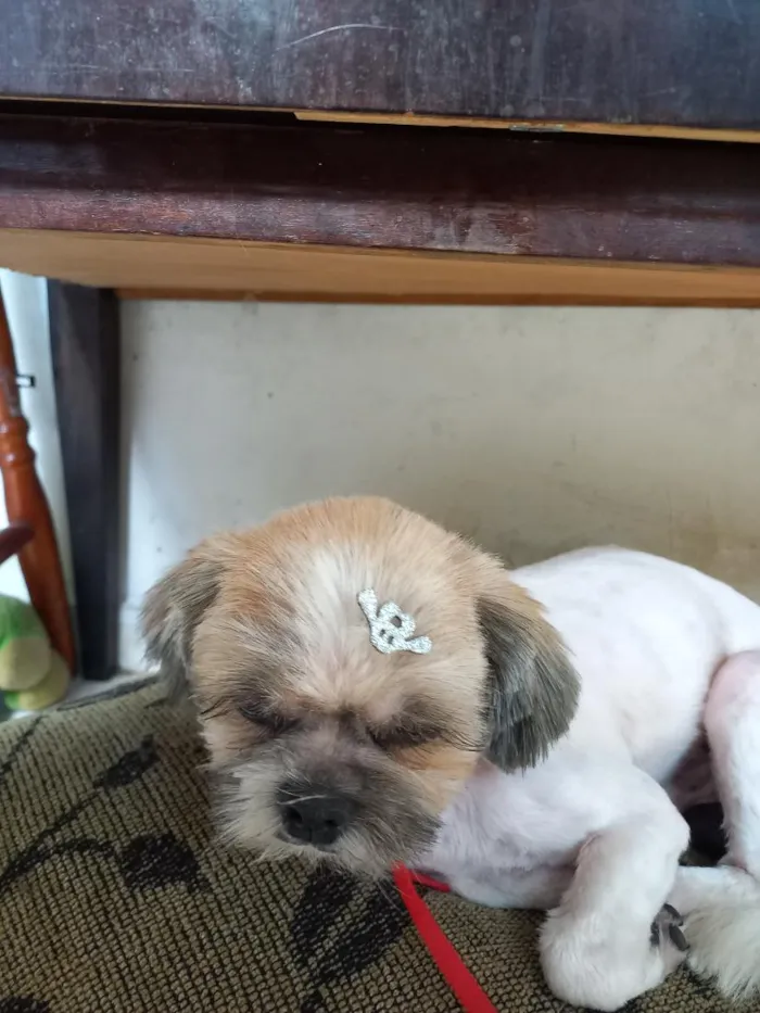 Cachorro raça Shitzu idade 4 anos nome Billy