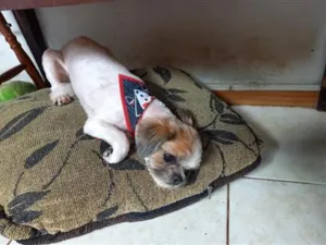 Cachorro raça Shitzu idade 4 anos nome Billy