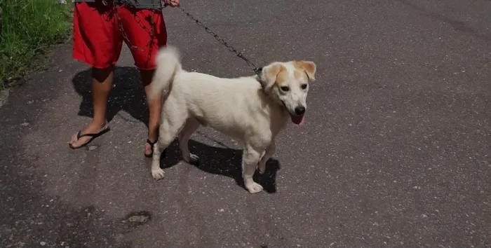 Cachorro raça SRD-ViraLata idade 3 anos nome Alfredo Paçoca 
