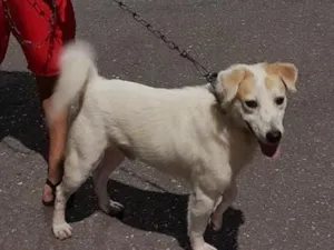 Cachorro raça SRD-ViraLata idade 3 anos nome Alfredo Paçoca 