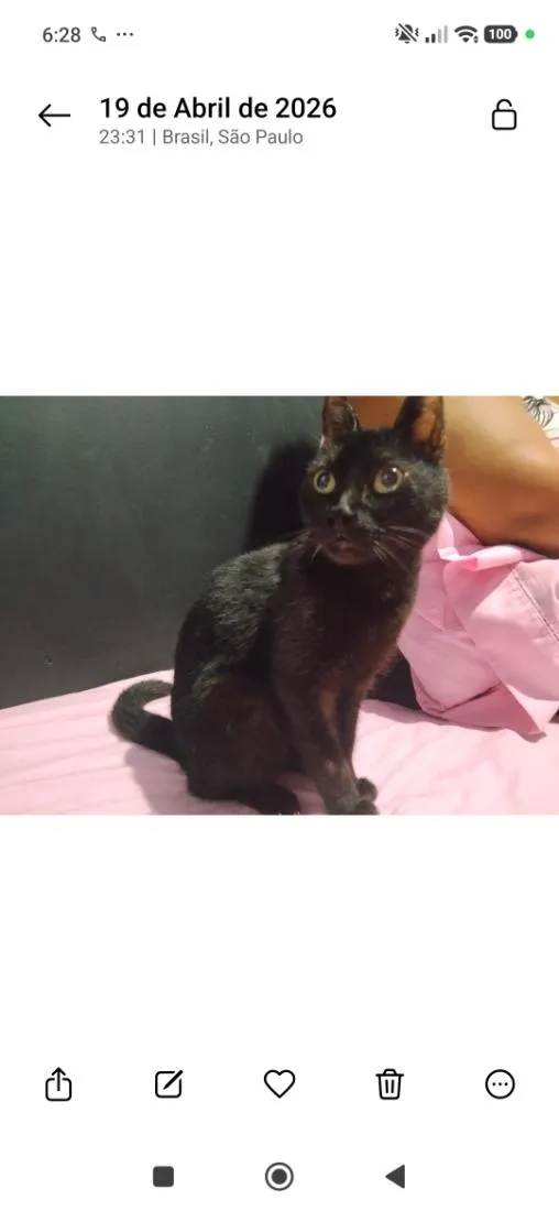 Gato raça SRD-ViraLata idade 2 a 6 meses nome Aurora