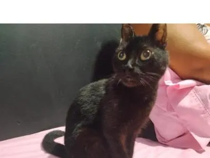 Gato raça SRD-ViraLata idade 2 a 6 meses nome Aurora