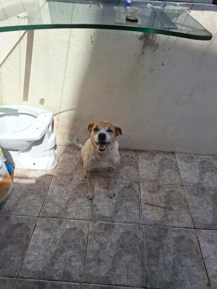 Cachorro raça SRD-ViraLata idade 6 ou mais anos nome toddy