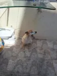 toddy