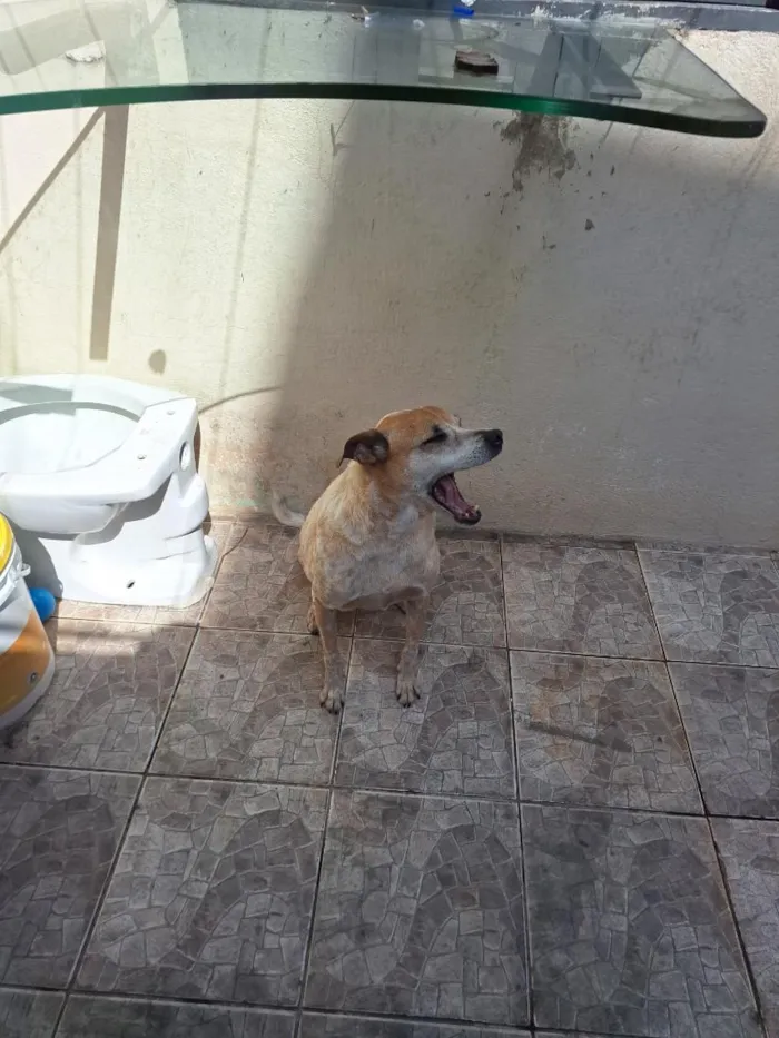 Cachorro raça SRD-ViraLata idade 6 ou mais anos nome toddy