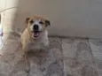 toddy