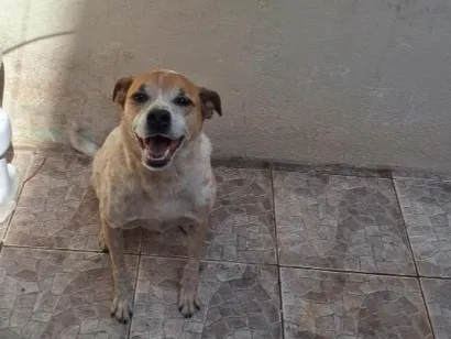 Cachorro raça SRD-ViraLata idade 6 ou mais anos nome toddy