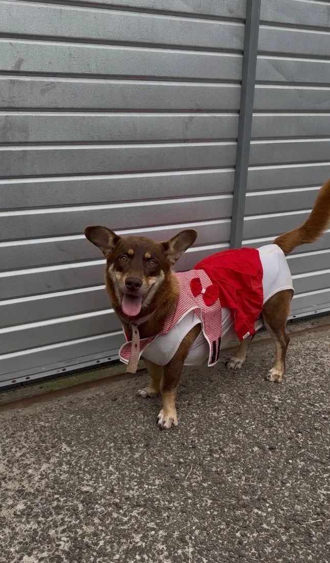 Cachorro raça SRD-ViraLata idade 2 anos nome Maggie