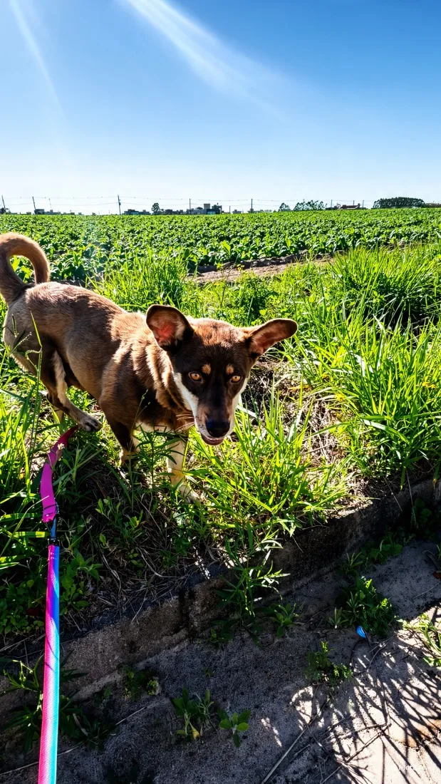 Cachorro raça SRD-ViraLata idade 2 anos nome Maggie