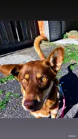 Maggie