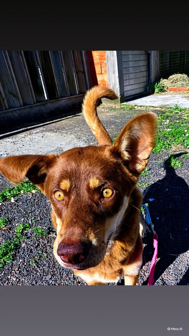 Cachorro raça SRD-ViraLata idade 2 anos nome Maggie