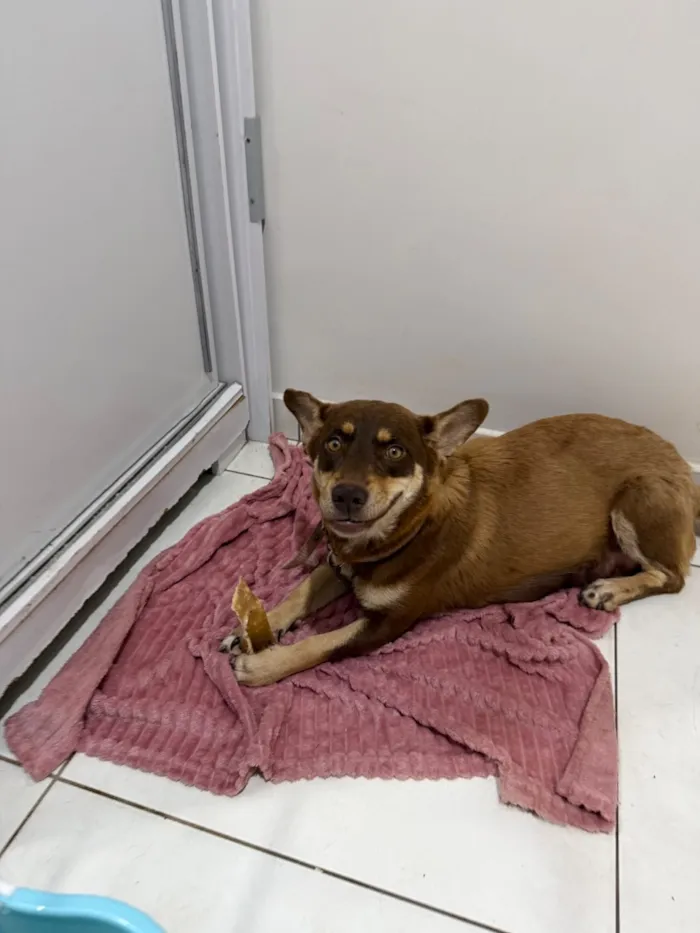 Cachorro raça SRD-ViraLata idade 2 anos nome Maggie