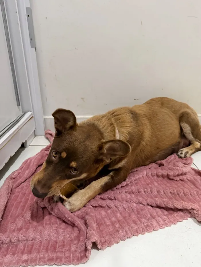 Cachorro raça SRD-ViraLata idade 2 anos nome Maggie