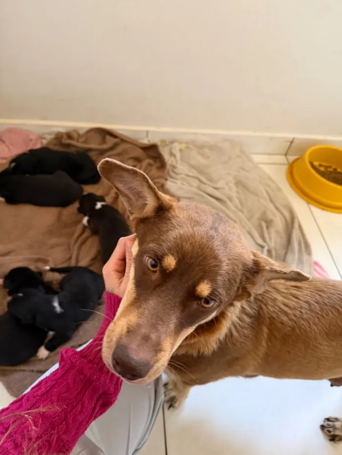 Cachorro raça SRD-ViraLata idade 2 anos nome Maggie