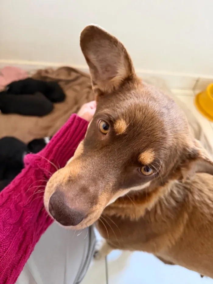 Cachorro raça SRD-ViraLata idade 2 anos nome Maggie