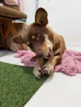 Maggie