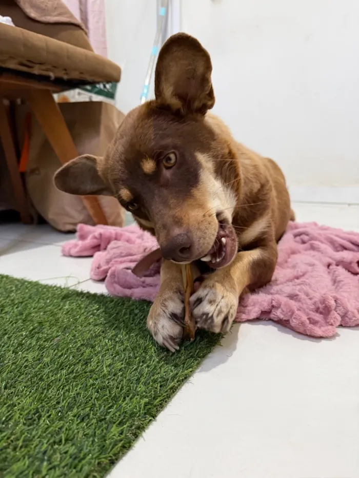 Cachorro raça SRD-ViraLata idade 2 anos nome Maggie