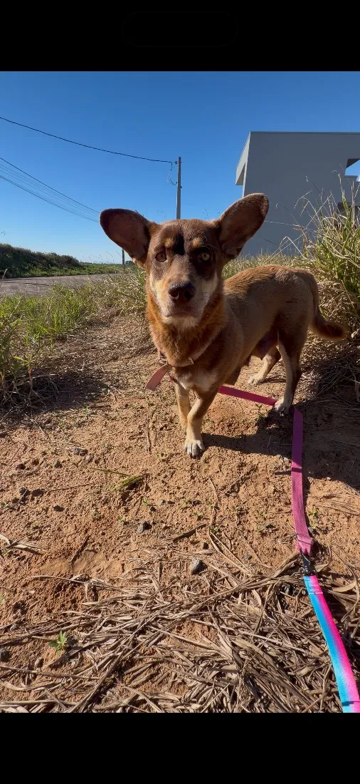 Cachorro raça SRD-ViraLata idade 2 anos nome Maggie