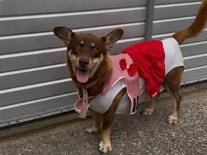 Cachorro raça SRD-ViraLata idade 2 anos nome Maggie