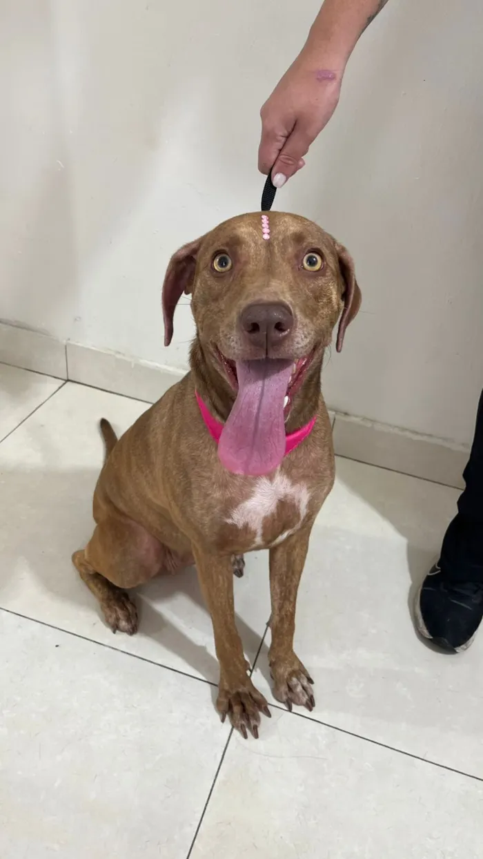 Cachorro raça SRD-ViraLata idade 3 anos nome Maia
