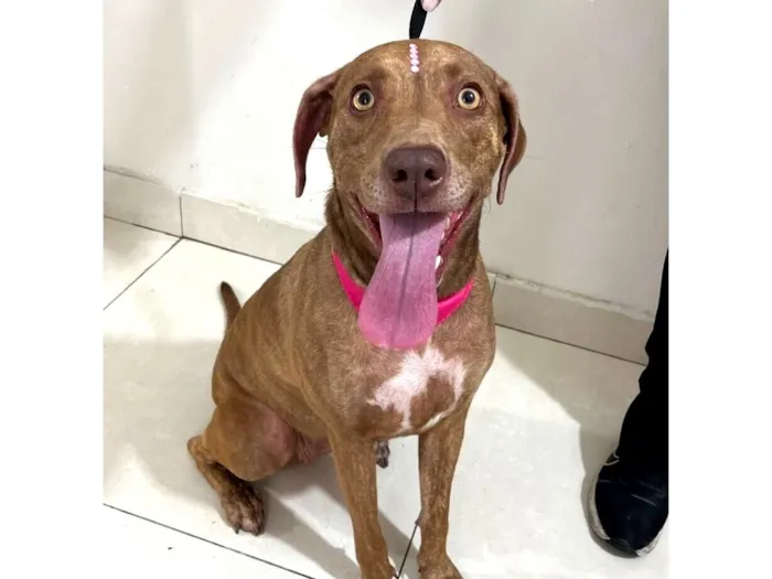 Cachorro raça SRD-ViraLata idade 3 anos nome Maia