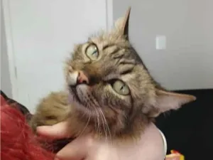 Gato raça SRD-ViraLata idade 2 anos nome (sem nome)