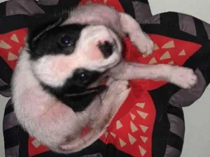 Cachorro raça SRD-ViraLata idade 2 a 6 meses nome Luffy