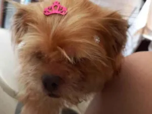 Cachorro raça Shitzu idade 5 anos nome Hanna