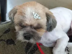 Cachorro raça Shitzu idade 4 anos nome Billy