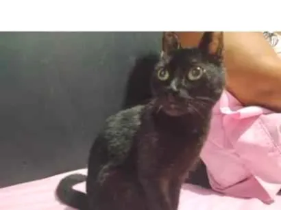 Gato raça SRD-ViraLata idade 2 a 6 meses nome Aurora