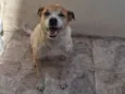toddy