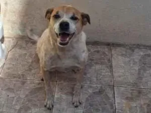 Cachorro raça SRD-ViraLata idade 6 ou mais anos nome toddy