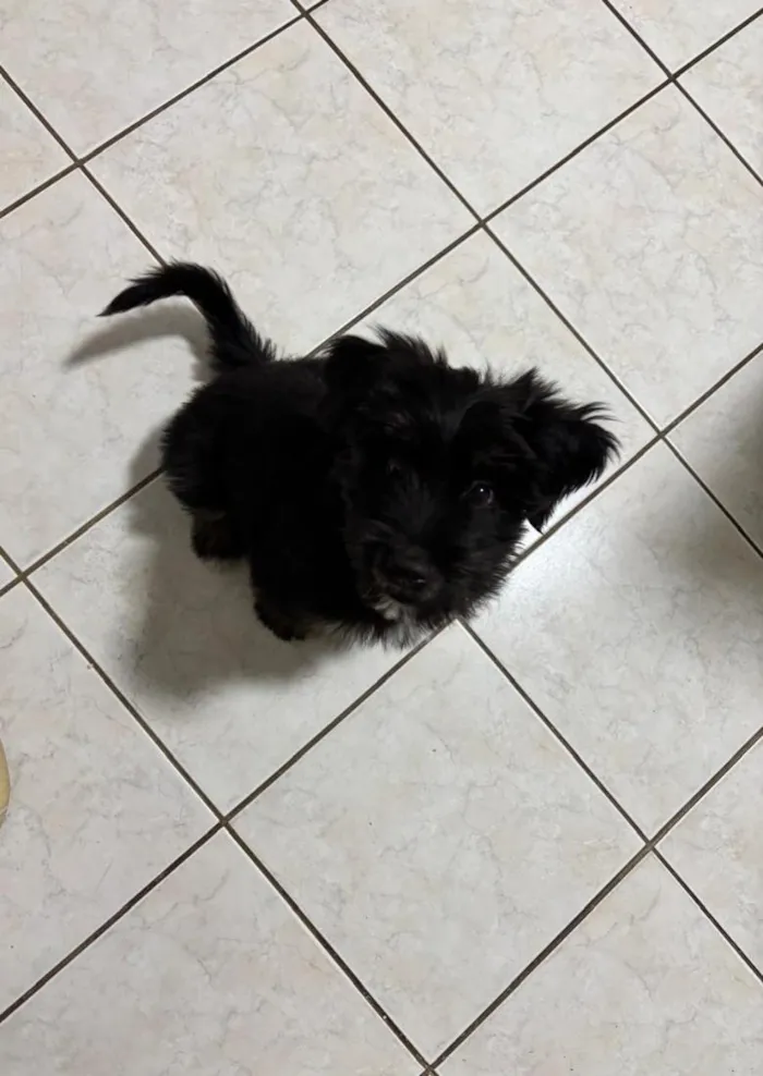 Cachorro raça SRD-ViraLata idade 2 a 6 meses nome Max