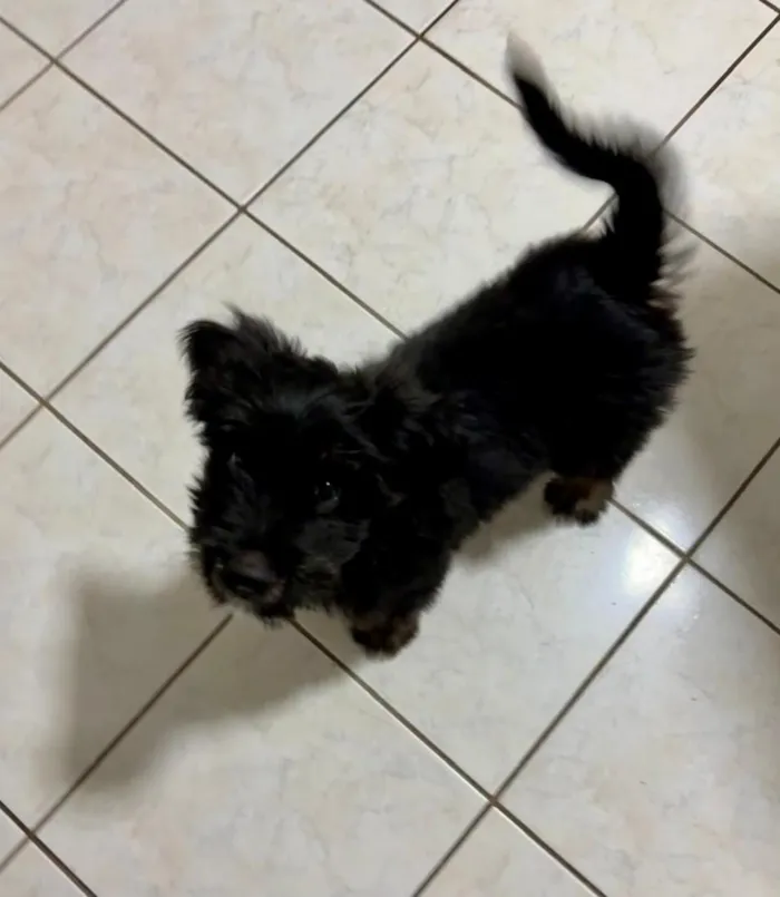 Cachorro raça SRD-ViraLata idade 2 a 6 meses nome Max
