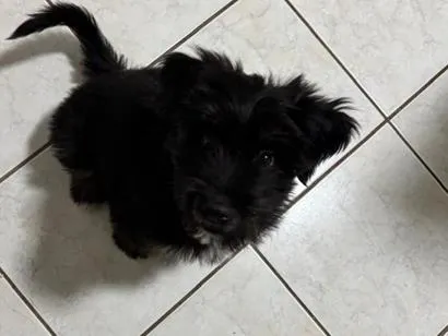 Cachorro raça SRD-ViraLata idade 2 a 6 meses nome Max