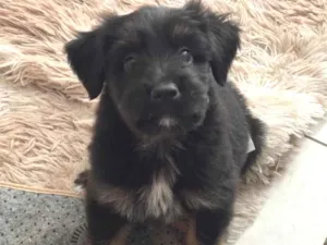 Cachorro raça SRD-ViraLata idade 2 a 6 meses nome Max