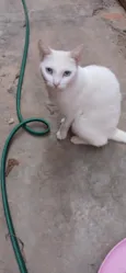 Floquinha