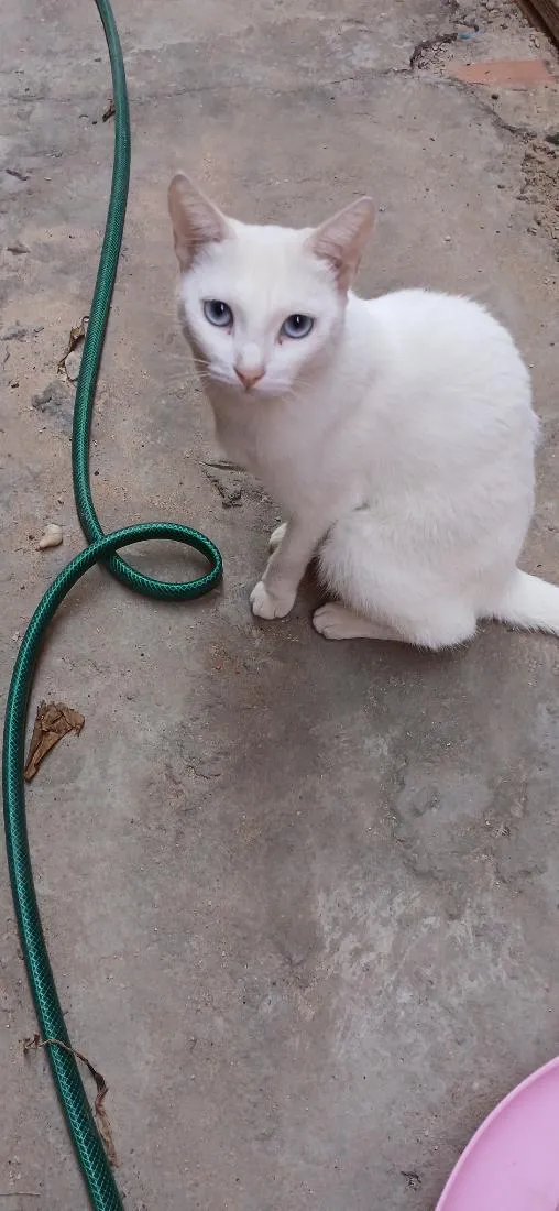 Gato raça SRD-ViraLata idade 3 anos nome Floquinha