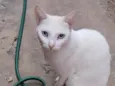 Floquinha