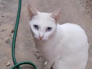 Gato raça SRD-ViraLata idade 3 anos nome Floquinha