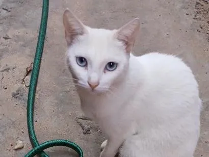 Gato raça SRD-ViraLata idade 3 anos nome Floquinha