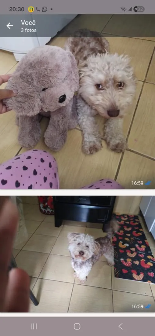 Cachorro raça Poodle idade 4 anos nome bibli