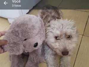 Cachorro raça Poodle idade 4 anos nome bibli