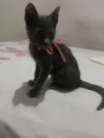 Pantera