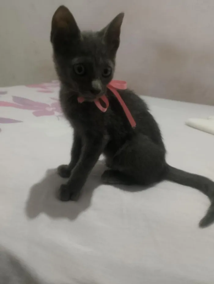 Gato raça SRD-ViraLata idade Abaixo de 2 meses nome Pantera