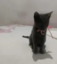 Pantera