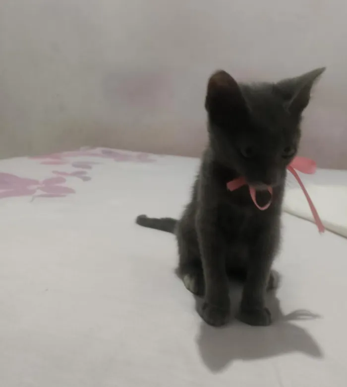 Gato raça SRD-ViraLata idade Abaixo de 2 meses nome Pantera
