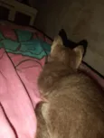 Pantera