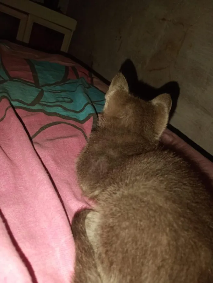 Gato raça SRD-ViraLata idade Abaixo de 2 meses nome Pantera